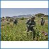 Opium Growers in Afghanistan
